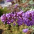 Buddleya david border ljepotica